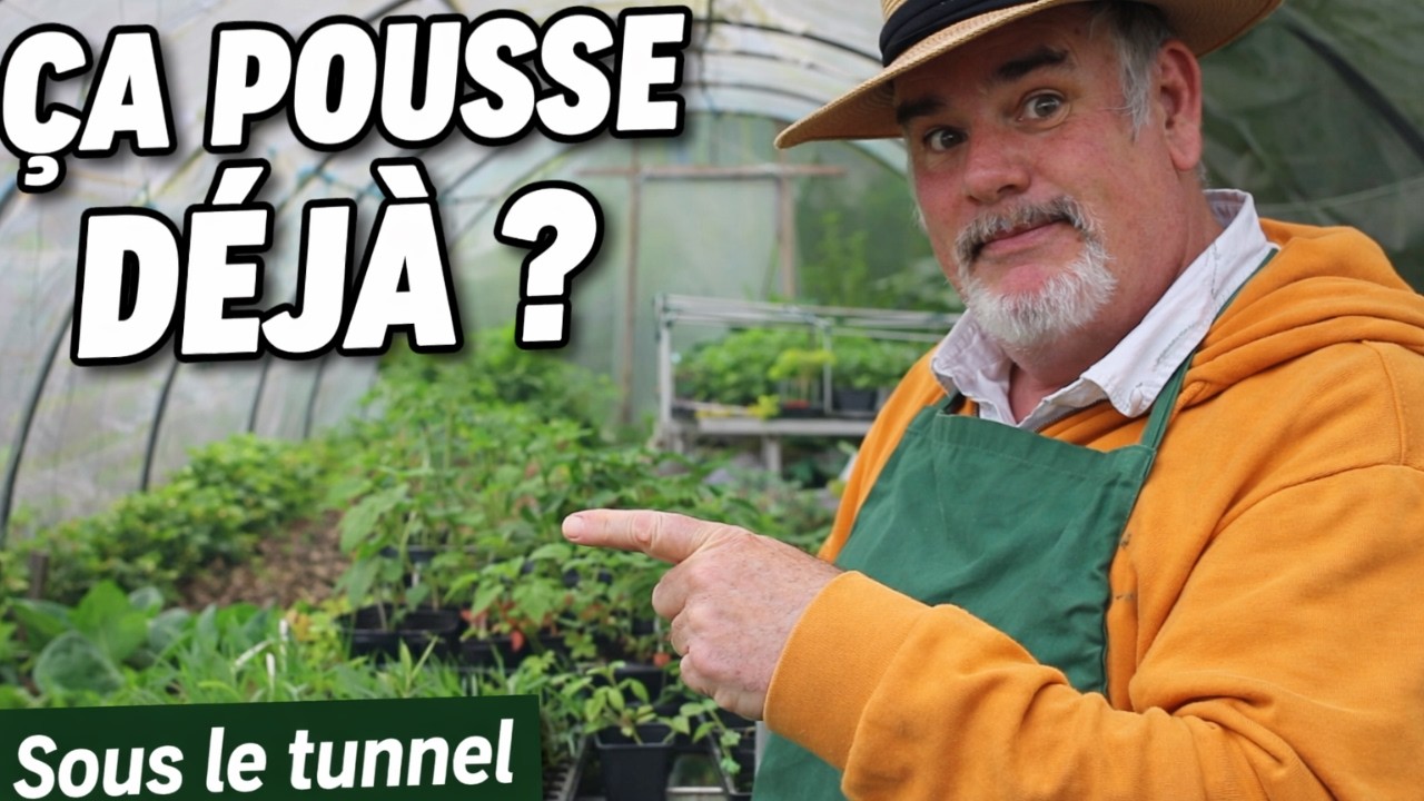 Évolution de mes premières plantations et semis sous le tunnel au potager