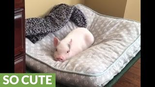 Pet Pig Has Precious Conversation With Owner