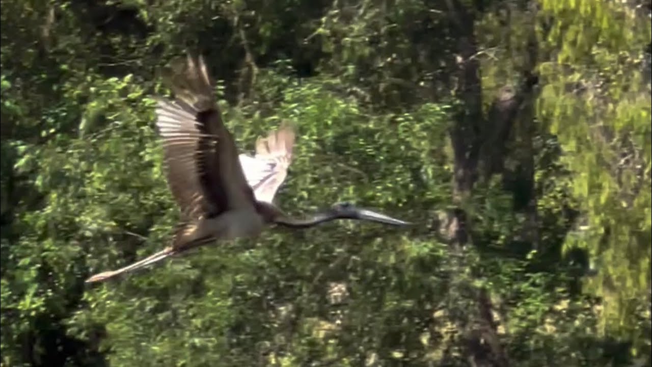 A Jabiru in flight at Cahill’s Crossing