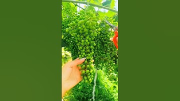 Grape pruning process #shorts