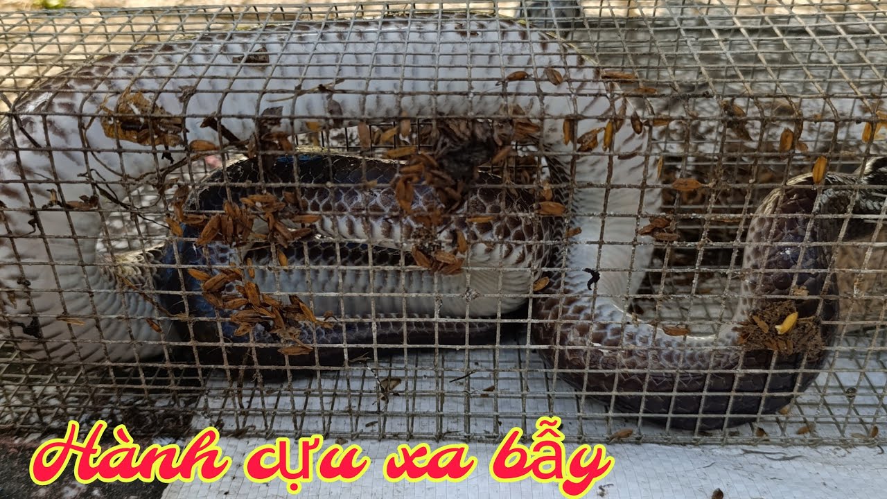 bẫy rắn neo lại luồng bẫy cũ tiếp tục xuất hiện hành cựu. T121 ...