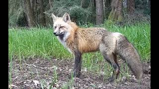 2025 Foxes