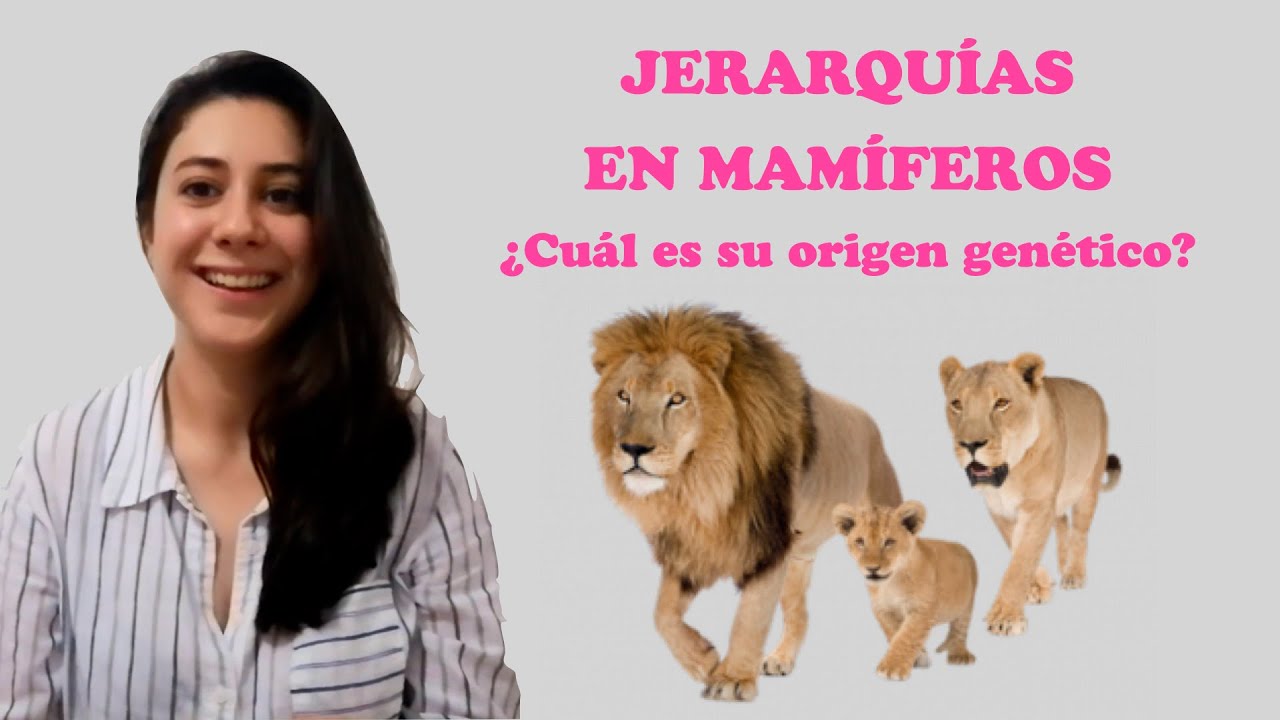 JERARQUÍAS EN MAMÍFEROS ¿Cuál es su origen genético? | Cnidaria Mx