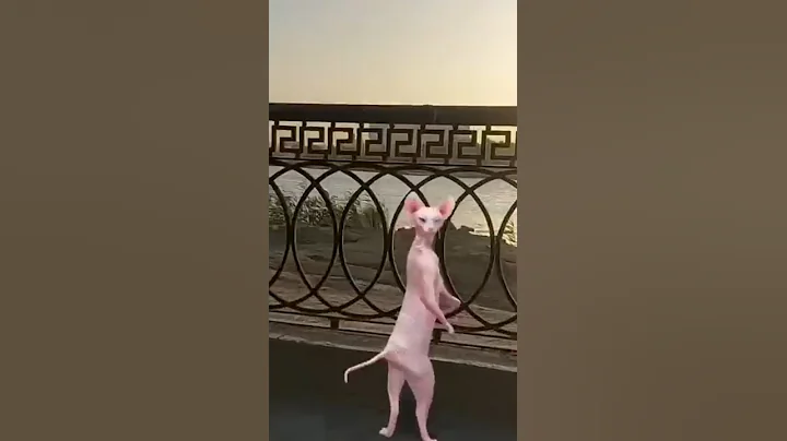 Video 8054421: sphynx cats catlovers, sphynx funny catlover cute