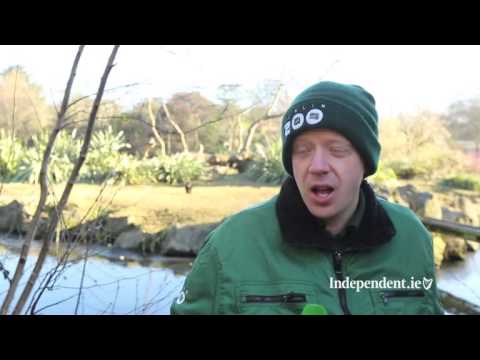 Valentine’s Day: Dublin Zoo’s most loved up couple Harry and Lena have been going... - YouTube