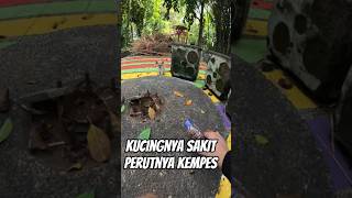 KUCINGNYA SAKIT PERUTNYA KEMPIS #shorts #viral