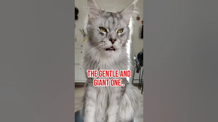 Video 11411441: maine coon cat breed, mainecoon cat pet, mainecoon big cat, longing