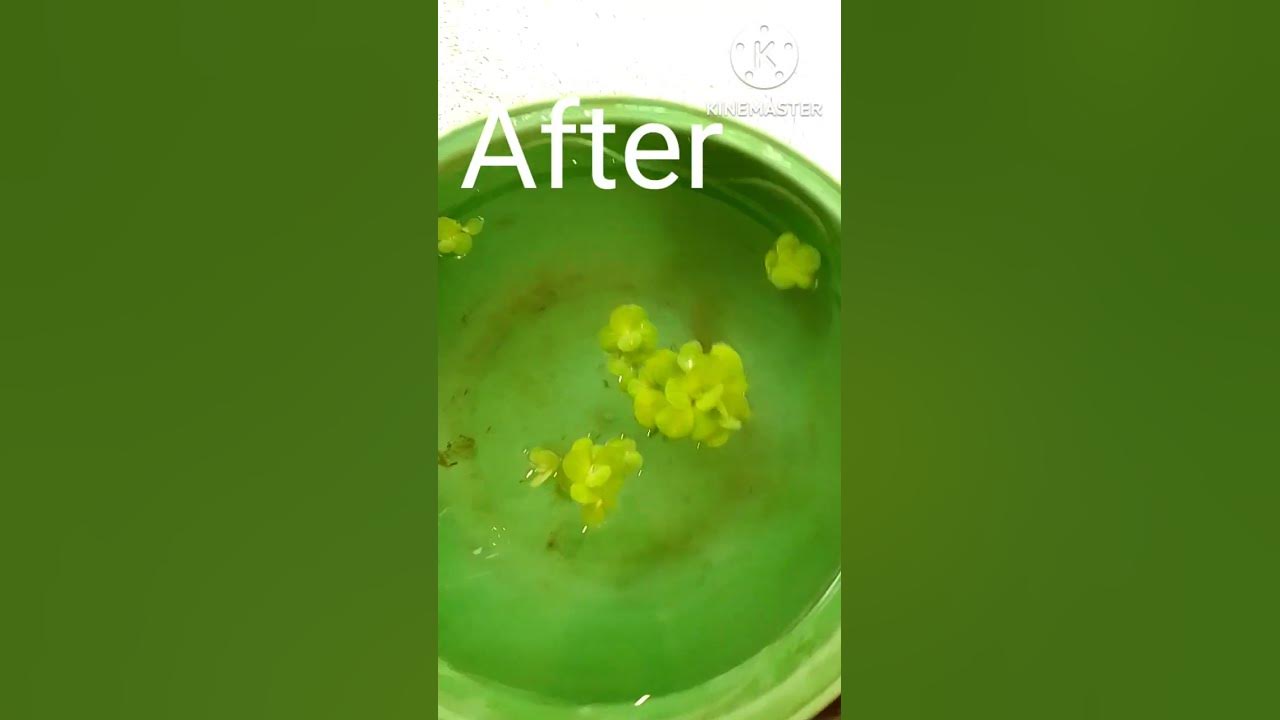 before-and-after-my-fish-tank-cleaning-youtube