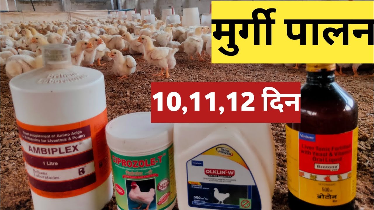 101112 days broiler chicks management 12 days broiler chicks