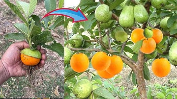 Surprised With How To Grow Guava With Orange fruit | Growing guava Tree at home
