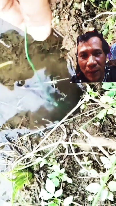 The bait was grabbed by a big eel #eel fishing #fishing #eel fishing