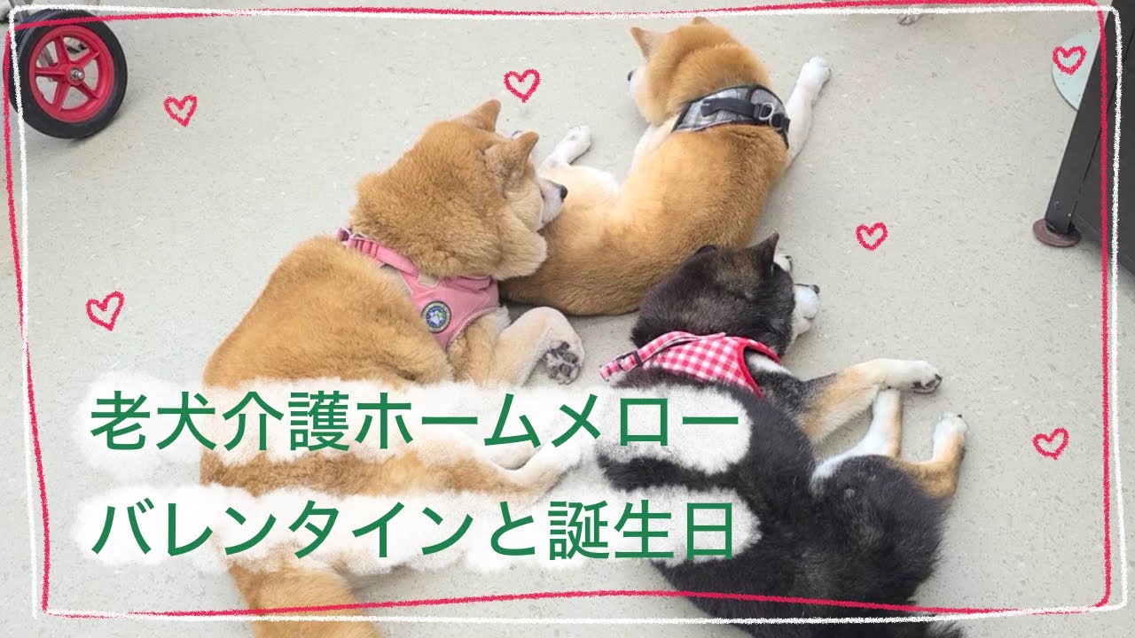 【老犬介護ホームメロー】バレンタインと16歳のお誕生日💝🎂