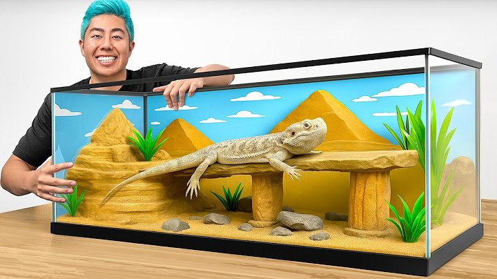 Transformé el hogar de mi lagarto