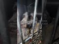 “Together we can make it—please donate anything you can, even just $250 #dogfoundation #supportdog