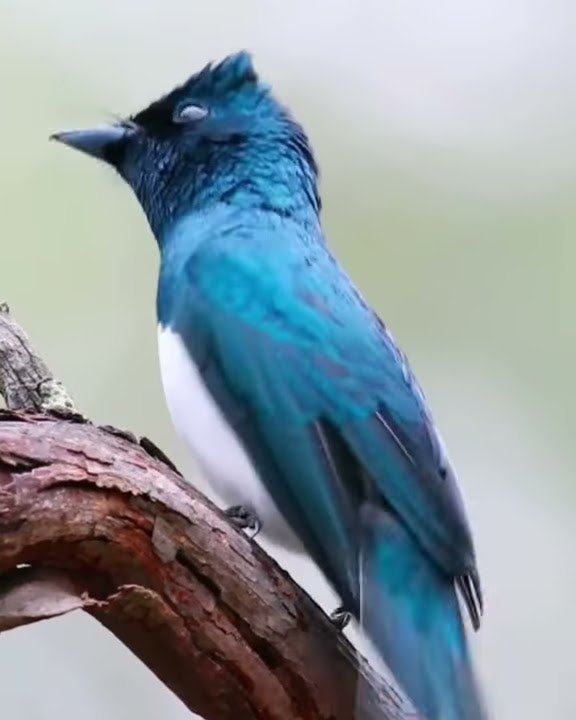 Satin Flycatcher