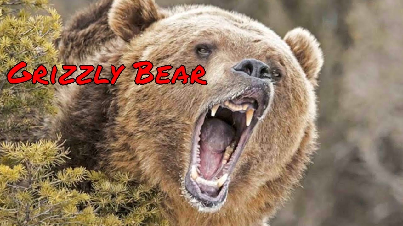 Grizzly Bear Attacks In Wyoming And My Quest To Catch Them On Film Grizzly Bear Attacks In Wyoming And My Quest To Catch Them On Film