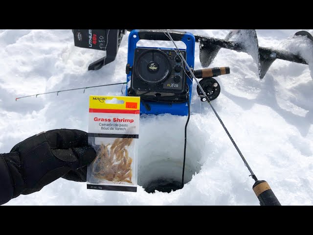 Ice Fishing using SHRIMP as Bait! (IT WORKS) 