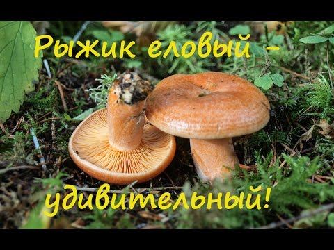 Рыжик еловый - удивительный!