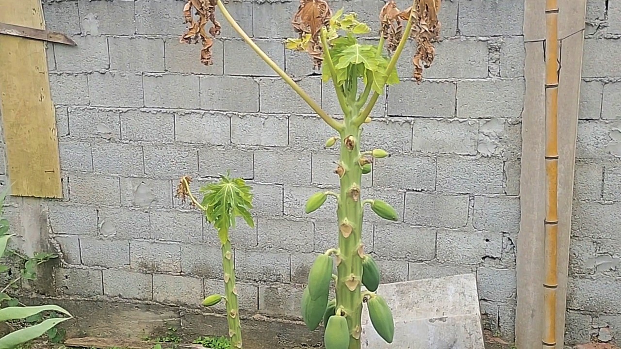 As folhas dos pés de mamão secaram!