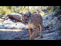 Trail Camera Setup and Pickup: A Spring Among the Pines (My First Video of a Mountain Lion Hunting!)