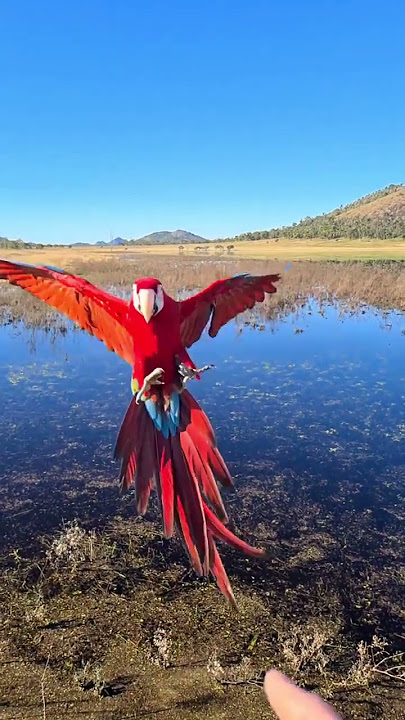 Red parrot