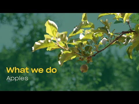 Videó: Botryosphaeria elleni védekezés almában – Az almák azonosítása és kezelése botrothadás esetén