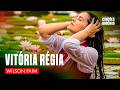 VITÓRIA RÉGIA - WILSON PAIM