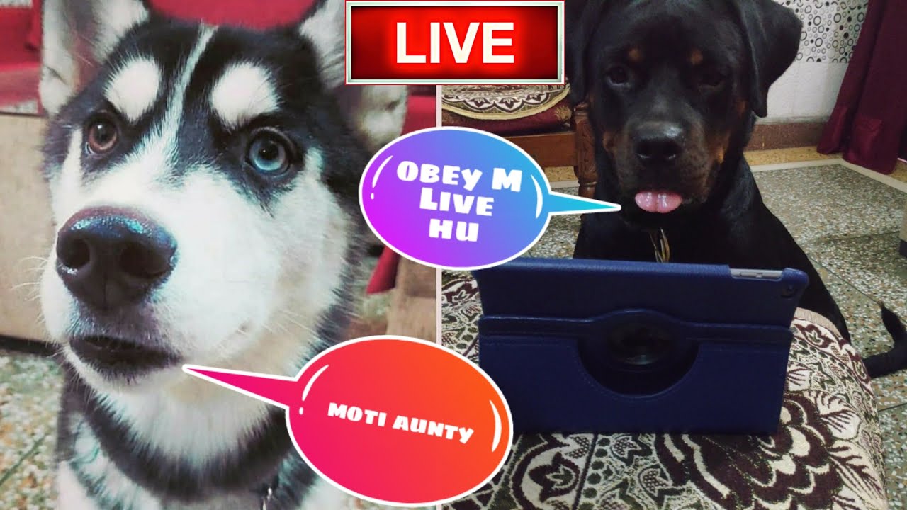 Roxy Cheeni Is Live Obey😍Rottweiler. Husky. review reloaded - YouTube