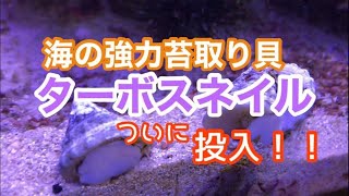 [海水魚水槽] ちょー強力コケ取り貝を投入！[ライフ通信]10月号