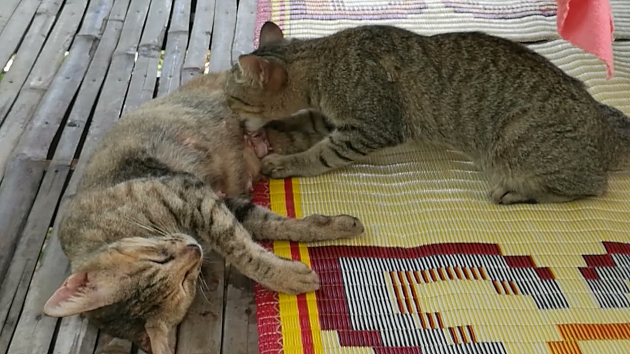 Big Son Cat Still Hungry His Mother Milk Try to Breastfeeding even His Mother always reject