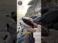 Satisfying Ammonite Fossil Reveal | X-Life Official