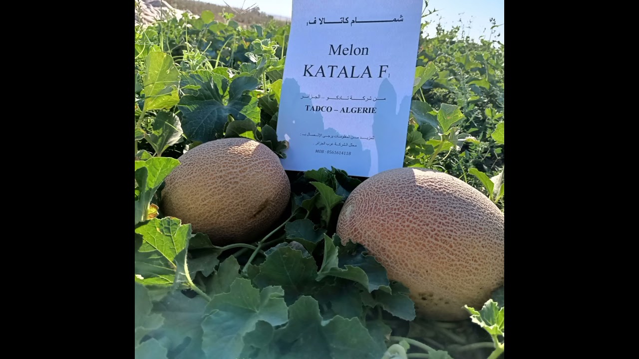 شمام كاتالا ف١