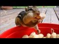 볼가득 마구마구 먹이 넣는 다람쥐 cute chipmunk mukbang 땅콩과 도토리 먹방