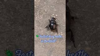 Fastest dung beetle #shorts #dungbeetle #beetle #insects #nature #speedrun #wildlife #buglife