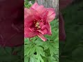 Peonies at Three Princess Flowers