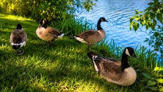 Geese by the Water 🐦 | Soft Piano for Sleep screenshot 2