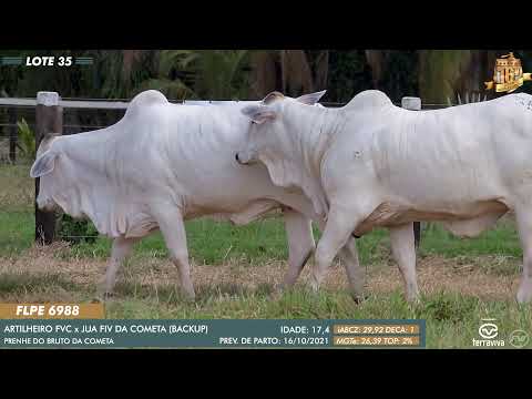 Nelore Cometa | 16º Leilão | Lote 35