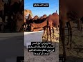 نوادر الانتاج الابل الحمر السواحل للمالك خالد الصيعري