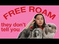 FREE ROAMING | The reality of free roam rabbits