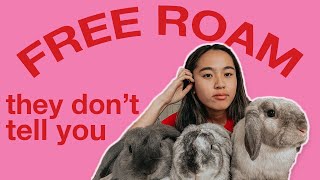 FREE ROAMING | The reality of free roam rabbits