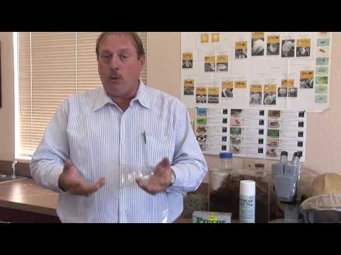 Flea Control : How to Use Boric Acid to Kill Fleas