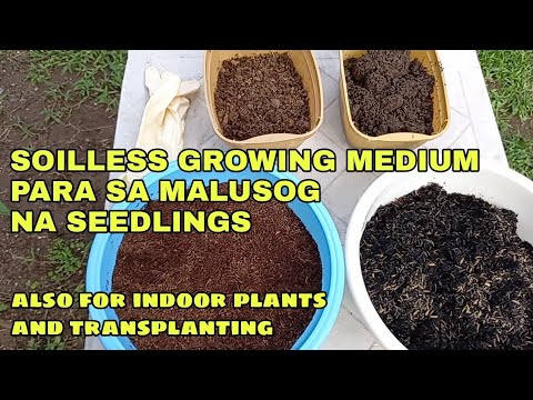 Video: Seedling Na Walang Lupa O Ang 