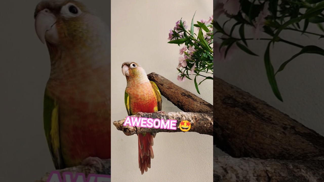   - YouTube Auto PHP Script