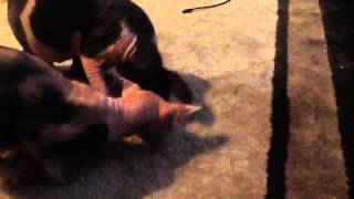 Sphynx cat attacks cricket! by Sphynx Lair 489 views 11 years ago 49 seconds