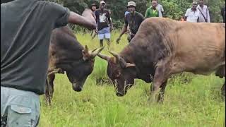 Download Lagu Mshana vs iShangane MP3