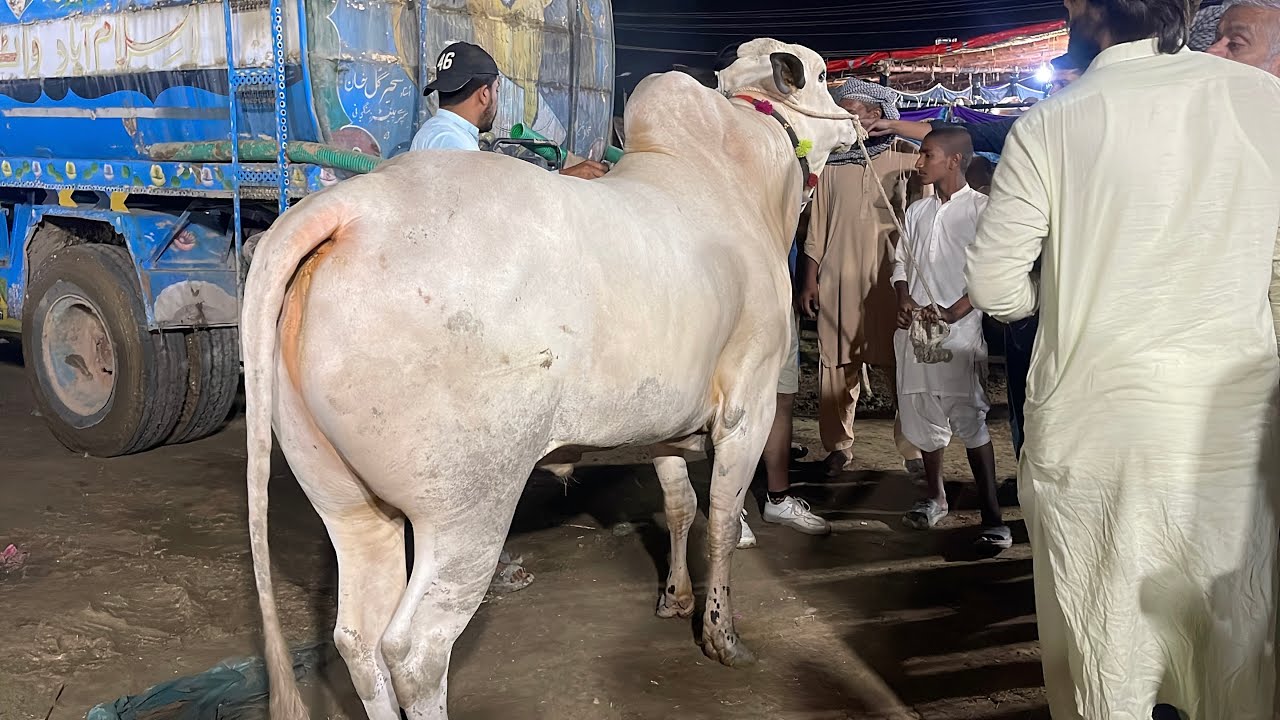Обновление Bhatta chowk mandi 2025 ll Rawalpindi bakra mandi ll i 12 mandi