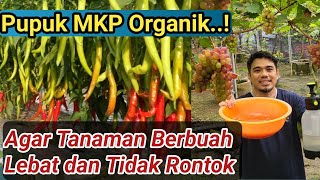 Pupuk MKP organik, Pupuk Perangsang Buah dan Bunga, Agar Tanaman Berbuah Lebat dan Tidak Rontok..!!