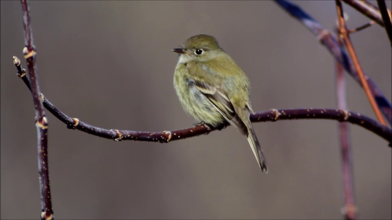 Hammond's Flycatcher 