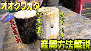 オオクワガタの産卵方法