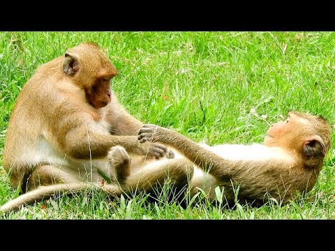 baby monkey pet stores MG,Jack Can't Get Up & Moving SP Do Like This,Why SP Do On Gentle Jack Like This?